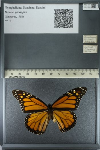 Media type: image;   Entomology 181566